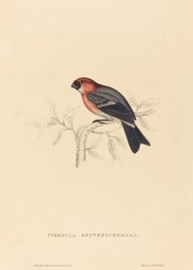 Pyrrhula Erythrocephala (rødhåret bullfinch)