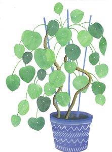 Pilea-plante, 2017 (akvarel og collage)