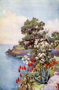 Aloe and Daisy Tree (farve litho) af Ella Du Cane