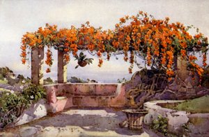 Bignonia Venusta (farve litho) af Ella Du Cane
