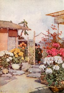 Krysantemum, Kyoto (farve litho) af Ella Du Cane