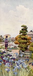 Iris (farve litho) af Ella Du Cane