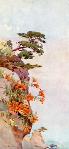 Lilies on the Rocks, Atami (farve litho) af Ella Du Cane