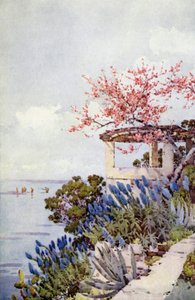 Pride of Madeira og Peach Blossom (farve litho) af Ella Du Cane
