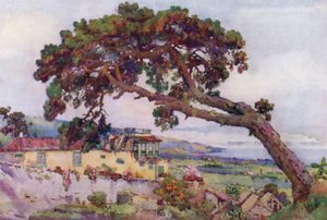 The Canary Pine (farve litho) af Ella Du Cane