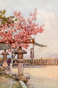 The Pink Cherry (farve litho)