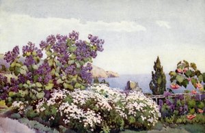 Weigandia og tusindfryd (farve litho) af Ella Du Cane