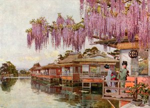 Wistaria, Nagaoka (farvelitografi)