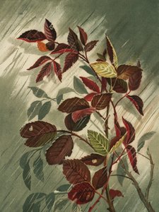  af Ellen Thayer Fisher