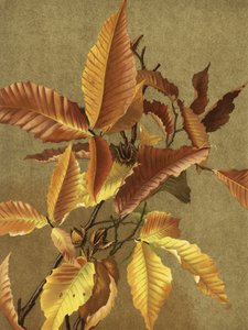  af Ellen Thayer Fisher