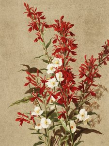  af Ellen Thayer Fisher