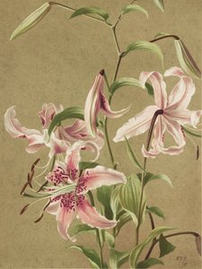 af Ellen Thayer Fisher