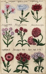 Forskellige sorter af nellik, Dianthus caryophyllus af Emanuel Sweert
