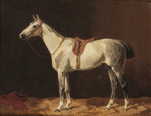 En opsadlet grå hest venter i en stald af Emil Volkers