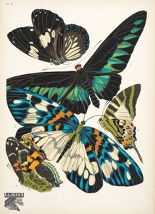 Tallerken 10, fra Butterflies, pub. 1925 (stenciltryk) af Émile Allain Séguy