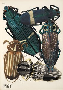 Tallerken 13 fra Insectes, pub. 1930
