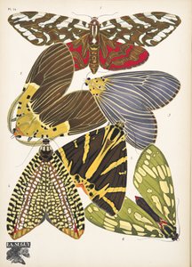 Plade 14, fra sommerfugle, pub. 1925 (Print Stencil) af Émile Allain Séguy