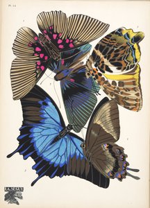 Tallerken 16, fra Butterflies, pub. 1925 (stenciltryk) af Émile Allain Séguy