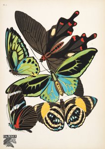 Plade 1, fra sommerfugle, annonce. 1925 (Print Stencil) af Émile Allain Séguy