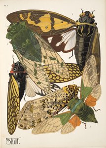 Tallerken 2 fra Insectes, pub. 1930