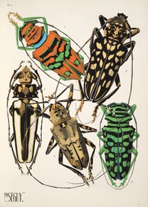 Tallerken 4 fra Insectes, pub. 1930