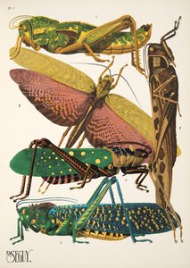 Tallerken 7 fra Insectes, pub. 1930