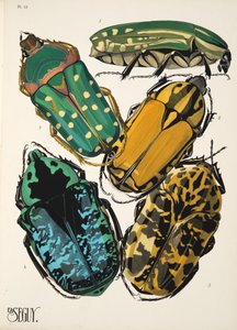 Tallerken 12 fra Insectes, pub. 1930