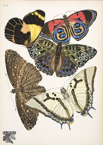 Tallerken 12, fra Butterflies, pub. 1925 (stenciltryk) af Émile Allain Séguy