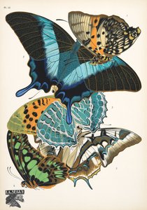 Tallerken 13, fra Butterflies, pub. 1925 (stenciltryk) af Émile Allain Séguy