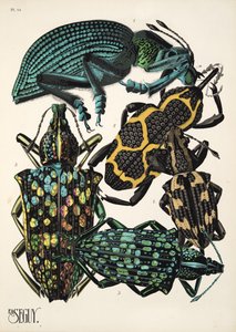Tallerken 14 fra Insectes, pub. 1930