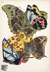 Tallerken 15, fra Butterflies, pub. 1925 (stenciltryk)