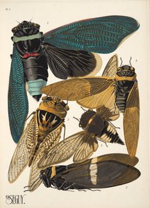 Tallerken 1 fra Insectes, pub. 1930