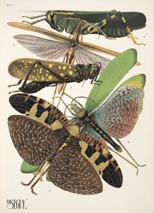 Tallerken 8 fra Insectes, pub. 1930