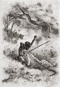 En leopard angriber en afrikaner, illustration fra 