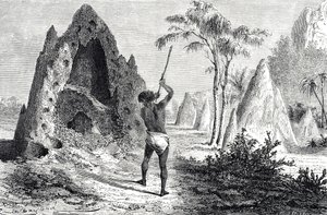 Net af de hvide myrer, termitter (gravering) af Emile Antoine Bayard