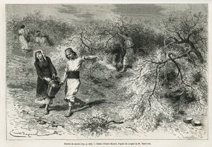 Samlingen af kit, en hvid harpiks af linse, i sommersæsonen, er grundlaget for fremstillingen af en anis brandy, tegning af Emile Bayard, for at illustrere historien "Chio Island" (Østlige Tyrkiet), i 1877, af Dr. A. Testevuide. Indgravering i Le af Emile Antoine Bayard