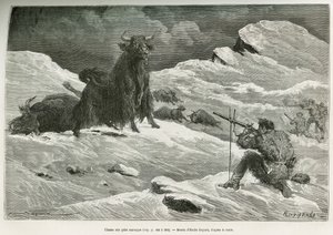 Vild yakjagtscene, tegning af Emile Bayard for at illustrere rejsen til Mongoliet og Tangouternes land fra 1870 til 1873, af oberstløjtnant Przewalski. Indgravering i Le tour du monde af Emile Antoine Bayard