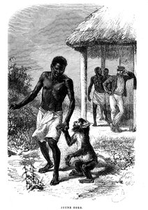 Ung Soko-abe i Afrika. Gravering af Emile Bayard (1837-1891), der illustrerer de sidste historier om opdagelsesrejsende David Livingstone af Emile Antoine Bayard