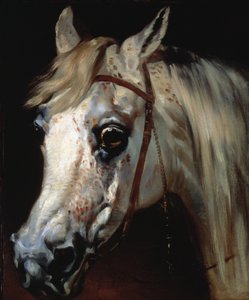 Hoved af en arabisk hest, ca. 1840-50 (olie på lærred) af Emile Jean Horace Vernet