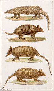 A Giant Anteater and Three Types of Armadillodani af Emile Theophile Blanchard