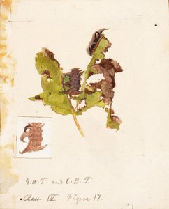 Crumpled Leaf Caterpillar..., slutningen af det 19.-begyndelsen af det 20. århundrede.