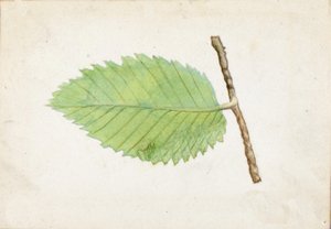 Jagged Leaf Edge Caterpillar..., slutningen af det 19.-begyndelsen af det 20. århundrede.