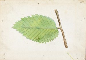 Jagged Leaf Edge Caterpillar, studie til bogen Concealing Coloration in the Animal Kingdom (Skjult farve i dyreriget) af Emma Beach Thayer