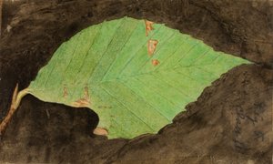 Mindre spotted Beach Leaf Edge Caterpillar..., slutningen af det 19.-begyndelsen af det 20. århundrede.