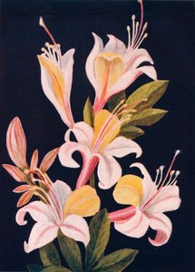 Californien Azalea, c1915, 1915