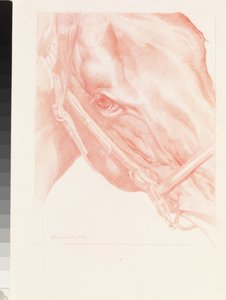 Portræthoved, 2012 (rødt kridt på papir)