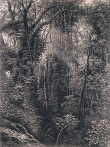 Udsigt over kløften over Apia, Upolu, Vest-Samoa, 1877 (kul på papir)
