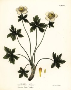 Amerikansk klodeblomst eller amerikansk spredende klodeblomst, Trollius laxus af Endicott Endicott