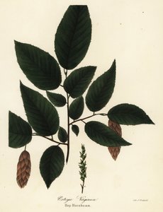 Amerikansk humlebøg, Ostrya virginiana (Humle-avnbøg, Ostrya virginica) af Endicott Endicott