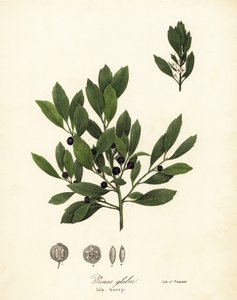 Appalachian te, farvestofblade, stedsegrønne vinterbær, galdebær og blækbær, Ilex glabra